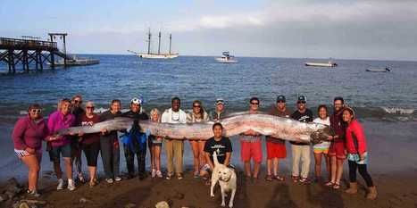 Oarfish